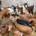 25 تيوس وعنقان