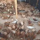 دجاج وديوك الخرج