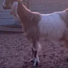 عنز ثنيه