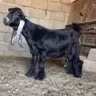 مشاريع عوارض اصل معرفه تعاريف قويه