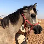 مهر عربي شعبي من فواخر الشعبي