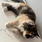 قطه للتبني