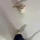 قطة للبيع