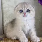 قطه سكوتش فولد تربل فولد