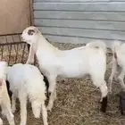 تيس مشروك