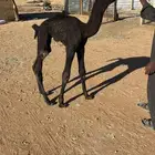 قعود ضيار مجهم