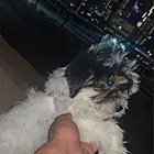 شيتزو بعمر شهرين