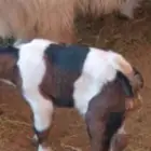 نوادر التيوس الأم بيضاء والأب أسود عارضي