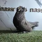 أنثى بخارى لون وحجم مستوى طيب