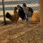 دجاج كوبرا