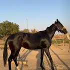 حصان انقليزي بطل