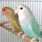 للبيع طيور روز جوز