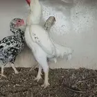 طقم كوشامو قزم