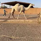 لقحه ع بعير منتج