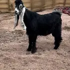 فحل عارضي