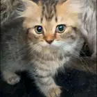 قطة كيتين للتبني