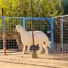 فحل حري مشروط النسف والقريع