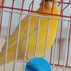 كناري كرست تغريد  تغريد  تغريد