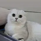 انثى سكوتش فولد مستورده منتجه