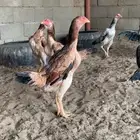 دجاج شامو ياباني