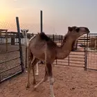 قعدان تربيه احوالها فوق الوسط