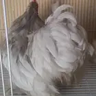 ديك كوشن لافندر للبيع بالأحساء
