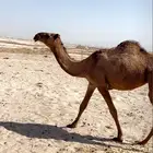 بكار صفرا وشعلا