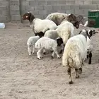 غنم مطافيل سن وديد