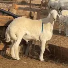 للبيع فحل حري جذع مشروط