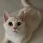 قطط