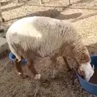للبيع خروف مهجن نعيمي سواكني