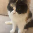قطط للتبني