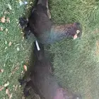 جوز اسود لمعه