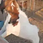 تيس طيب على شرط