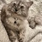 قط شيرازي لتبني جميع ملحقاته مطعم جميع التطعيمات