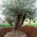 أشجار زيتون معمره للبيع