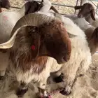 فحل نعيمي رباع