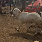 كبش فحل مشروط