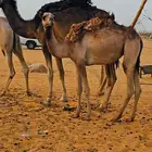 بكره أصيل( مفروده )