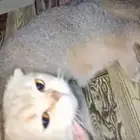 قطوه ضايعه