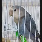 3 روز 280 ريال فقط