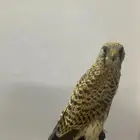 طيور 3 للبيع