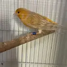 كناري مشمشي تغريد