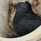 حمام نجفي منتج