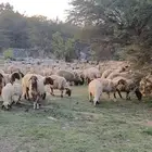 غنم نعيم منوة القناي 40 رأس مشروطه بالفحول