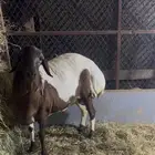 شاه بربريه توها سدس شبب