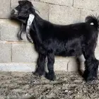 مشروع فحل عارضي كفو صنف