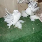 رقاص هندي فاخر