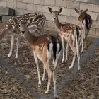 فلودير هولندي