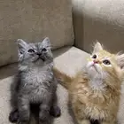 ذكر وانثى للبيع